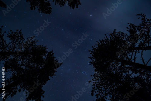 Image of the night sky with snow covered pine trees.