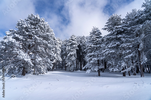 Uludag winter landscape snow forest background