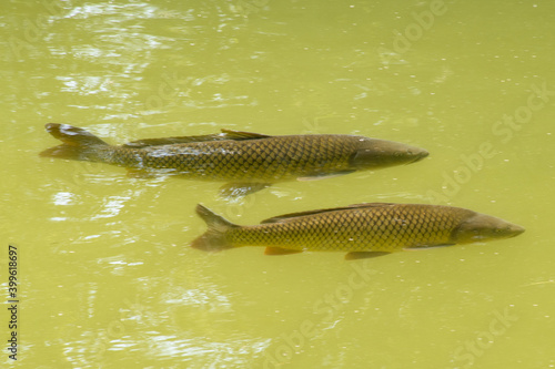 Two chubs (Squalius cephalus) swimming next to each other, seen through the water surface photo