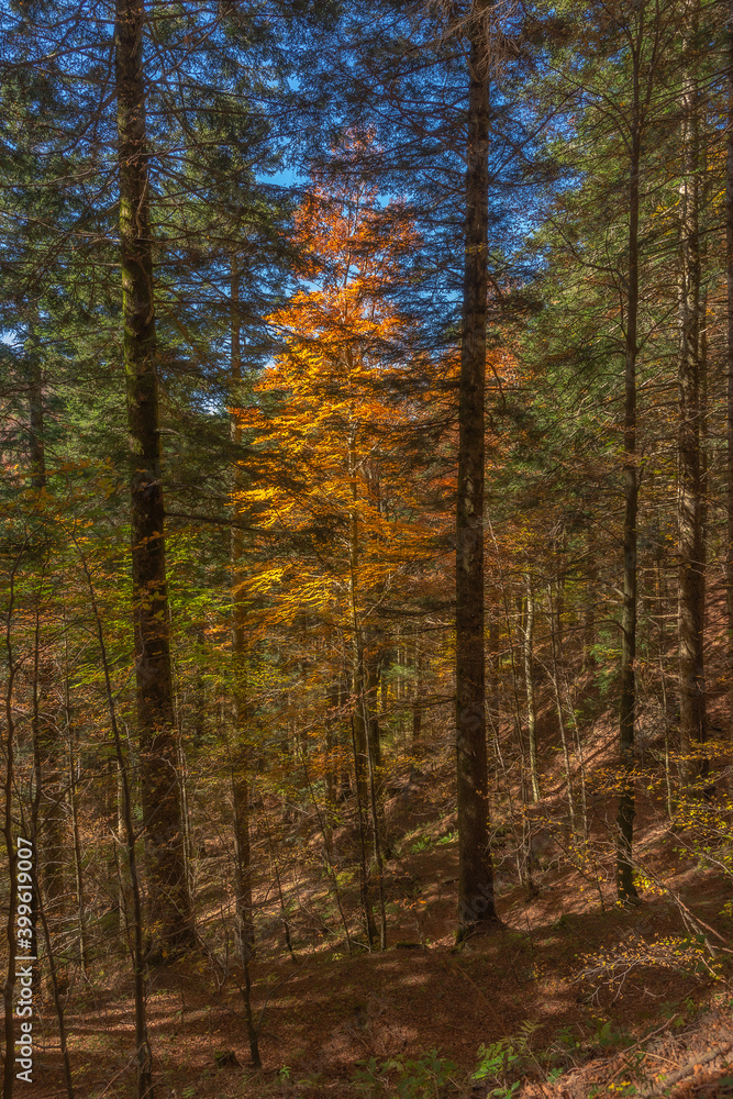 Autumn in Foreste Casentinesi