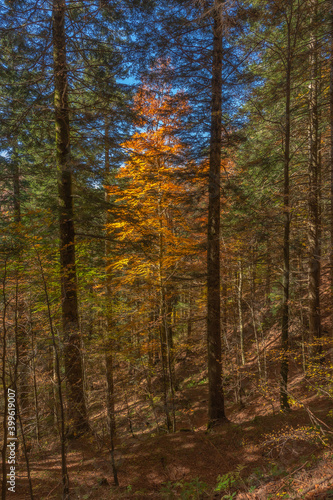 Autumn in Foreste Casentinesi © Alberto Ialongo 