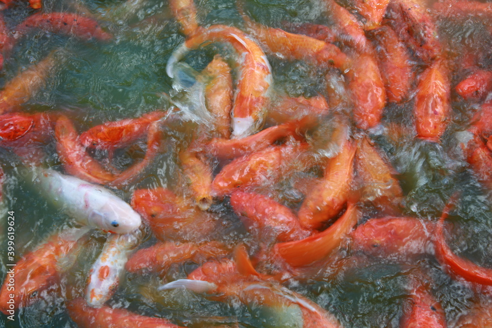 Koi in Pond Koi in Pond