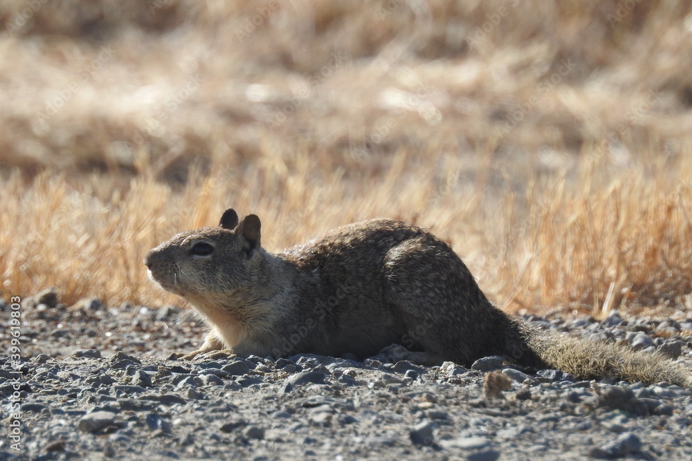 A California ground squirrel enjoying the warmth of the sun, Merced, California. A California ground squirrel enjoying the warmth of the sun, Merced, California.