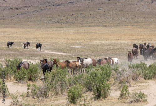 Herd of Wild Horses in Utah 