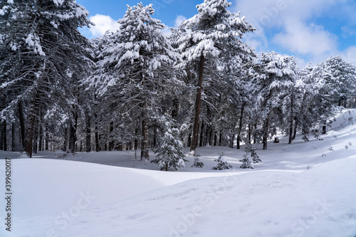 Uludag winter landscape snow forest background