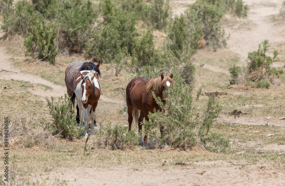 Obraz premium Herd of Wild Horses in Utah