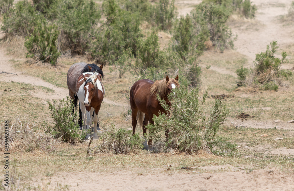 Herd of Wild Horses in Utah 