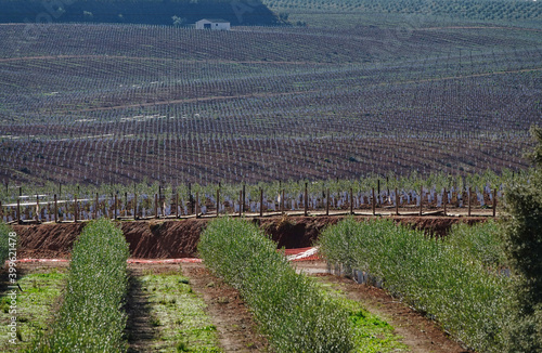 Large Andalusian farm cultivated with thousands of small olive trees