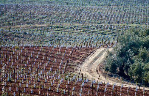 Large Andalusian farm cultivated with thousands of small olive trees