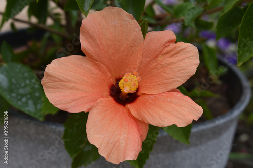 pink hibiscus chinese