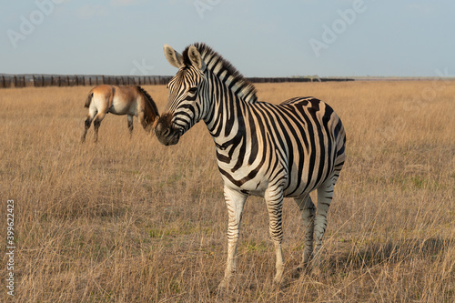 Zebra animal standing in steppe  Ukraine  Askaniya-Nova