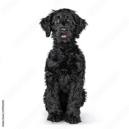 Sweet curious black puppy Labradoodle or cobberdog, sitting facing front with his tongue out his mouth, looking in the camera. Isolated on a white background.