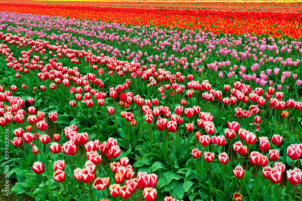 Blooming Spring Tulips Blooming Spring Tulips