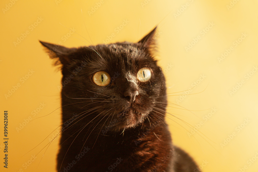 Close-up of surprised black cat on yellow background Close-up of surprised black cat on yellow background