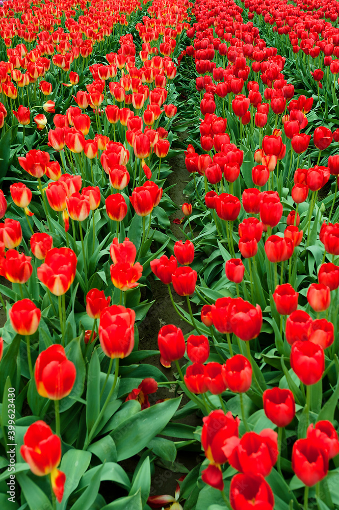 Blooming Spring Tulips