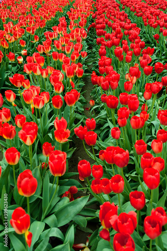 Blooming Spring Tulips © Dee