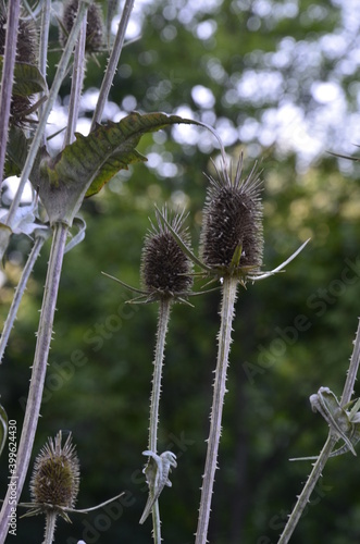 Botanical collection of medicinal plants and herbs, wild teasel or fuller dispacus sylvestris in summer photo