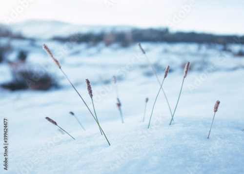 Grass growing in snow