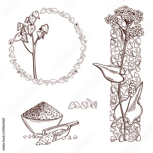 Buckwheat plant. Sketch  illustration.