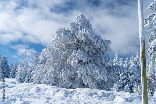 Wallpaper Mural Uludag winter landscape snow forest background Torontodigital.ca