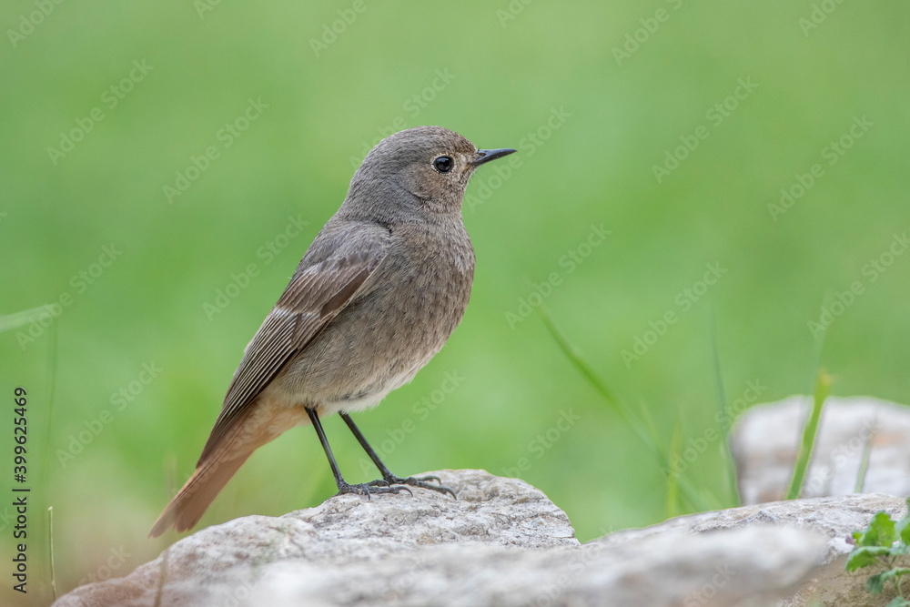 Hausrotschwanz (Phoenicurus ochruros) Weibchen Hausrotschwanz (Phoenicurus ochruros) Weibchen