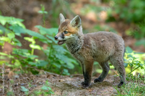 Fototapeta Naklejka Na Ścianę i Meble -  Rotfuchs (Vulpes vulpes), Jungfuchs