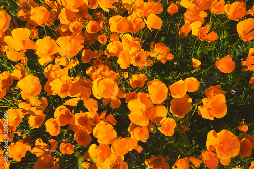 Fotografía California Poppy Fields