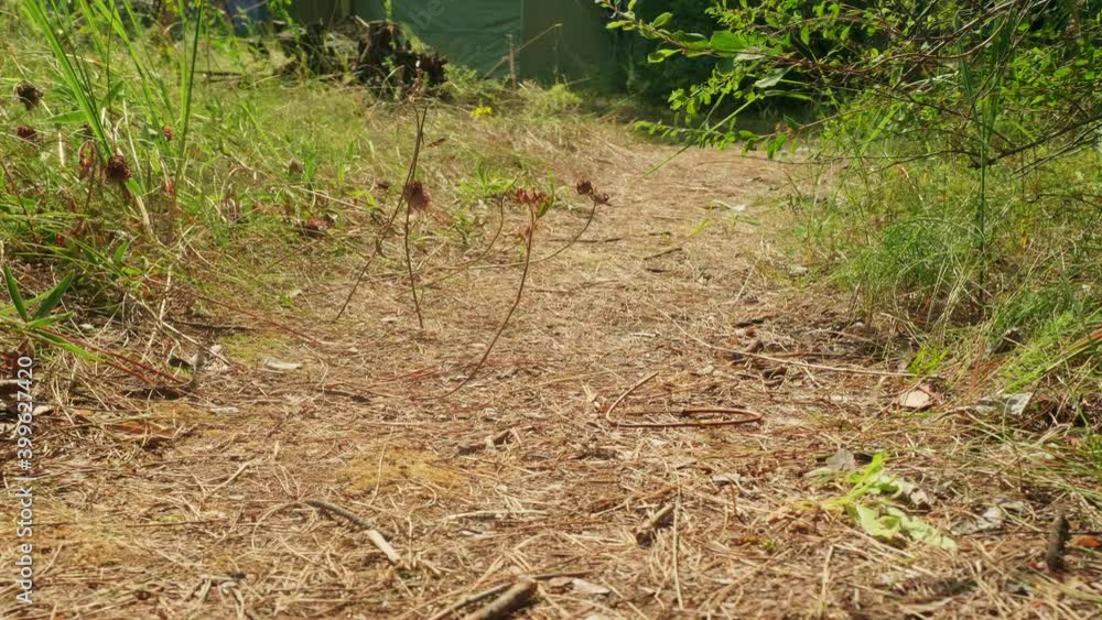 Frog eye view of red ants rushing on a path covered with pine needles. Insects life Frog eye view of red ants rushing on a path covered with pine needles. Insects life