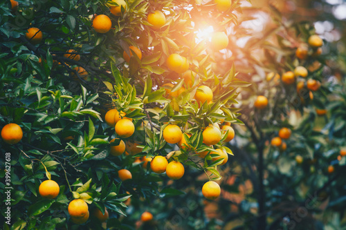 orange tree at summer time