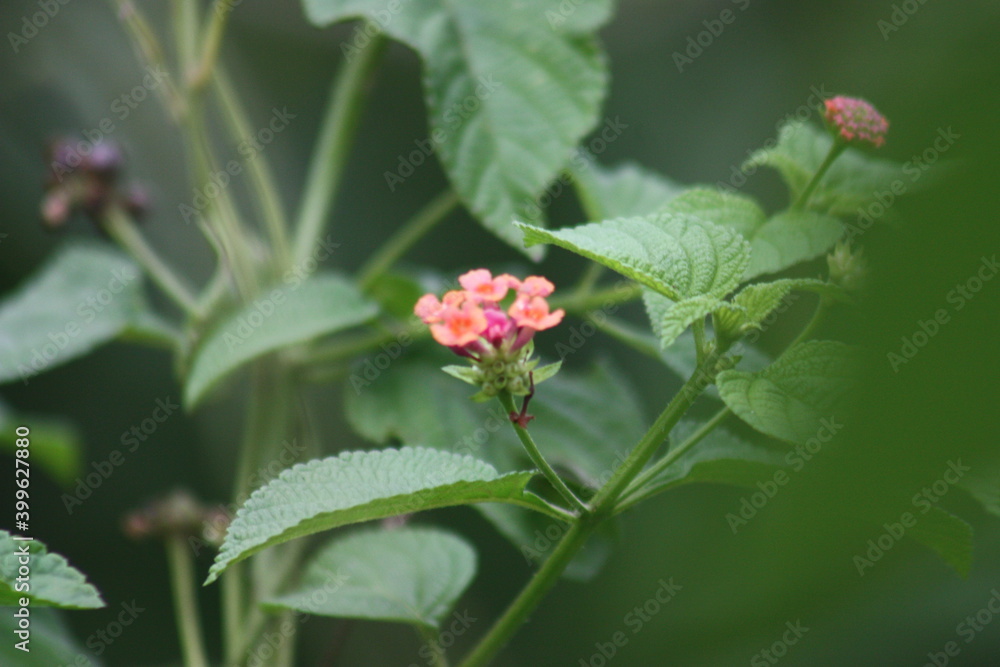 red and yellow flower red and yellow flower