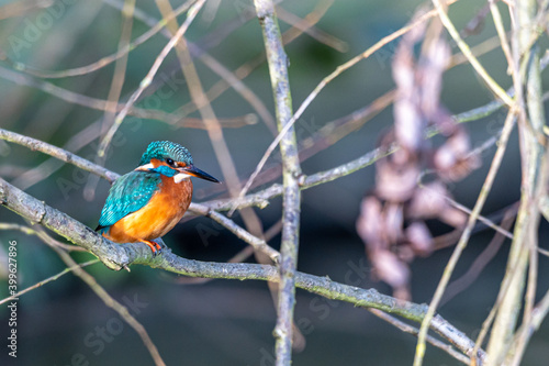 Kingfisher bird, alcedo atthis, perched on a winter tree branch