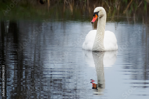 Selective focus shot of a swan in a pond