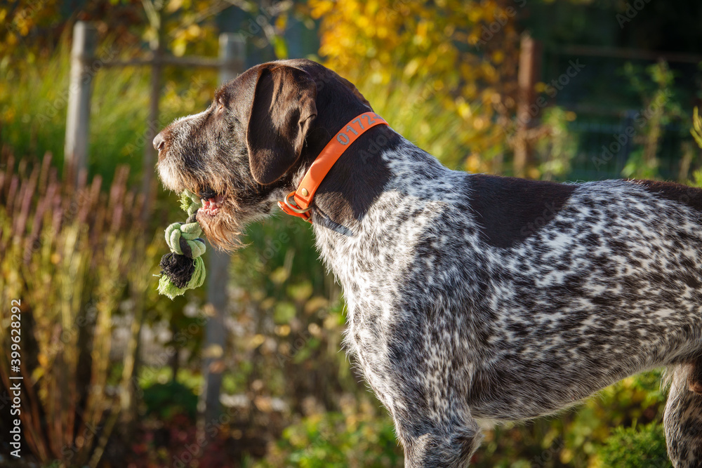  portrait of a German Drahthaar hunting dog