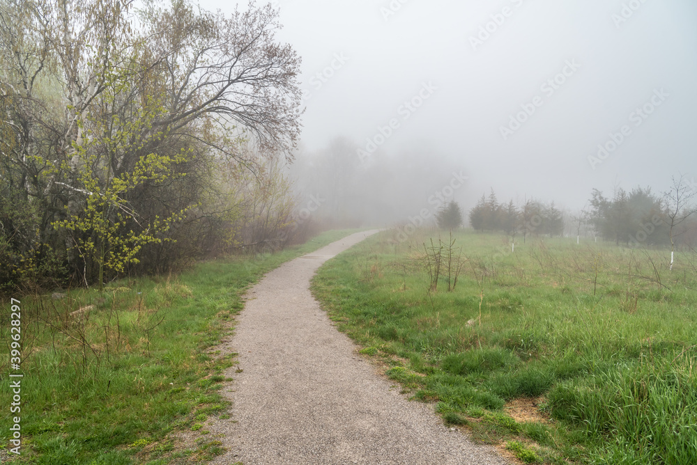 Forest path in fog.
