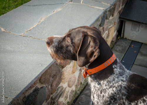  portrait of a German Drahthaar hunting dog