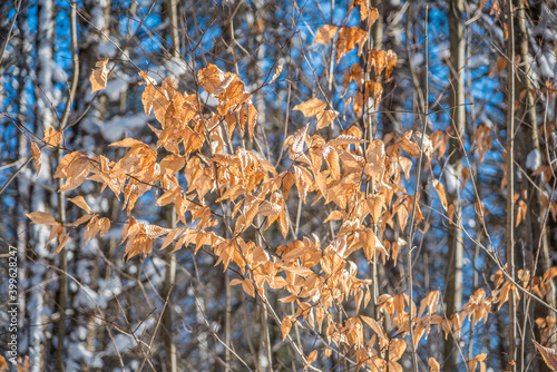 Winter forest