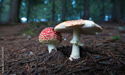 Amanita muscaria in the autumn forest