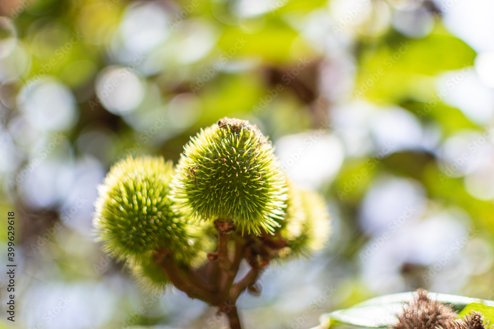 Beautiful achiote fruit in a bokeh
Beautiful achiote fruit in a bokeh