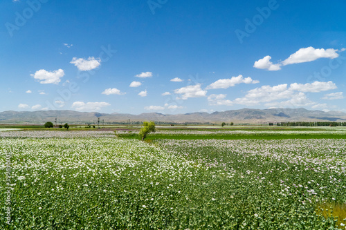 Panoramic landscape in a field of poppy crops and blue sky. Cappadocia-Pamukkale, Turkey. photo