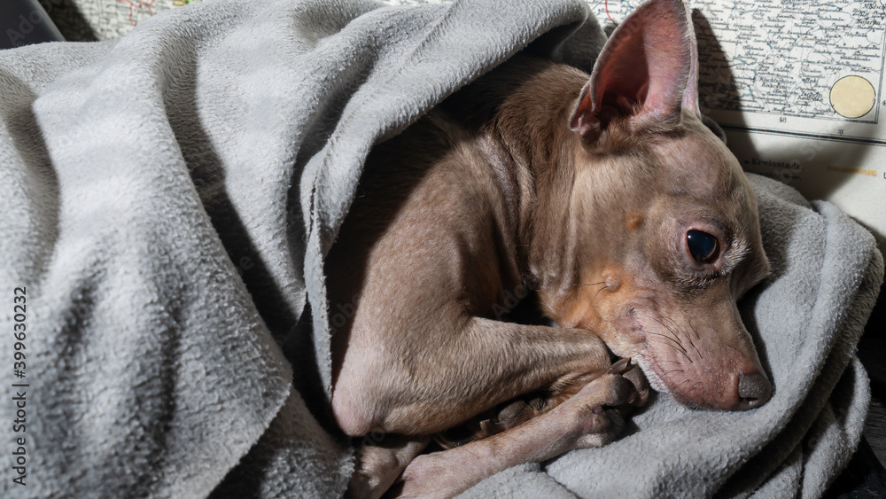 Cute little terrier lies in a grey blanket and sweetly sleeps pretty smiling. Domestic animal concept. Cute little terrier lies in a grey blanket and sweetly sleeps pretty smiling. Domestic animal concept.