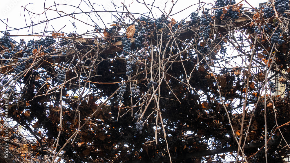 Wild branch and stem of dry berries of grapes frozen under the snow. Wild grapes grow on a fence. Wild branch and stem of dry berries of grapes frozen under the snow. Wild grapes grow on a fence.