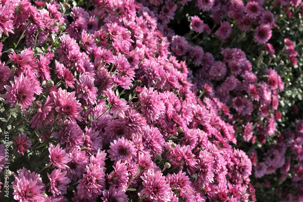 Closeup of purple blossoming chrysanthemum flower bush, selective focus