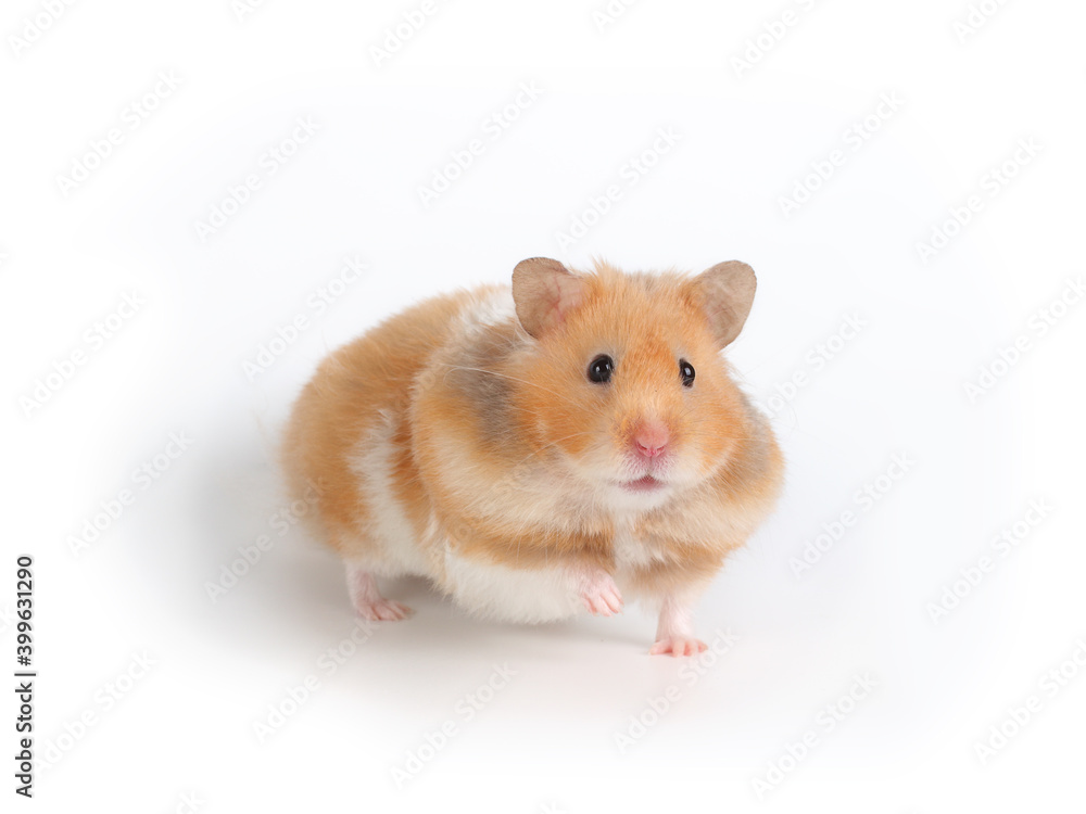 Fluffy syrian hamster. Close-up portrait of a pet. Studio photo on a white background.