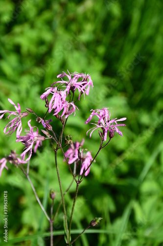 flowers of Ragged Robin, Lychnis flos-cuculi, photo