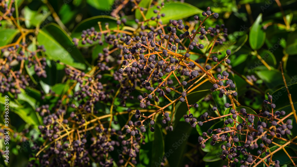 Luxurious Chinese privet tree (Ligustrum lucidum) with fruits  and glossy leaves in city park of Sochi. Close-up selective focus of fruit