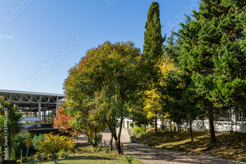 Beautiful Chinese privet tree (Ligustrum lucidum) with fruits among exotic trees in autumn park next to Festival Concert Hall in Sochi photo