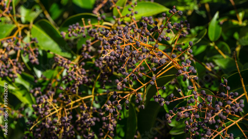 Luxurious Chinese privet tree (Ligustrum lucidum) with fruits and glossy leaves in city park of Sochi. Close-up selective focus of fruit