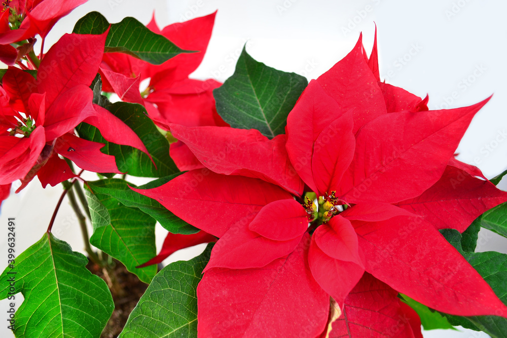 A lot of poinsettias in red color on white background.