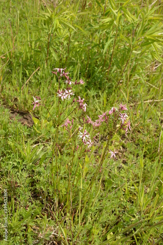 flowers of Ragged Robin, Lychnis flos-cuculi, photo