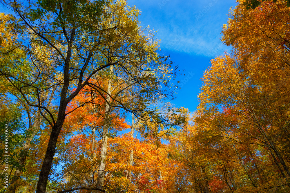 Fototapeta premium Roaring Fork Motor Trail in the Smokey Mountains